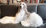 阿富汗猎犬价格多少钱一只