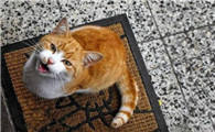 半夜2点猫叫必须注意