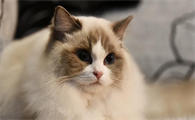 布偶猫是贵族猫吗