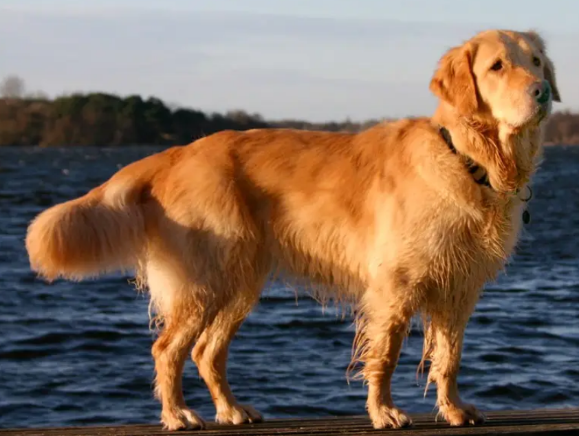 金毛犬哪个色系最贵