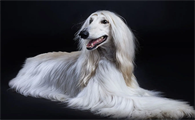 阿富汗猎犬为什么笨