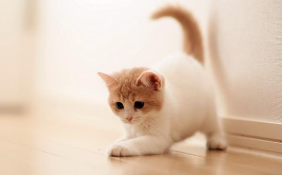 猫咪可以带上公交车吗 猫咪可以带上公交车吗