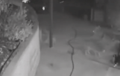 一猫大战三野狼,竟然都被打跑了!猫猫的战斗力到底有多强? 一猫大战三野狼,竟然都被打跑了!猫猫的战斗力到底有多强?