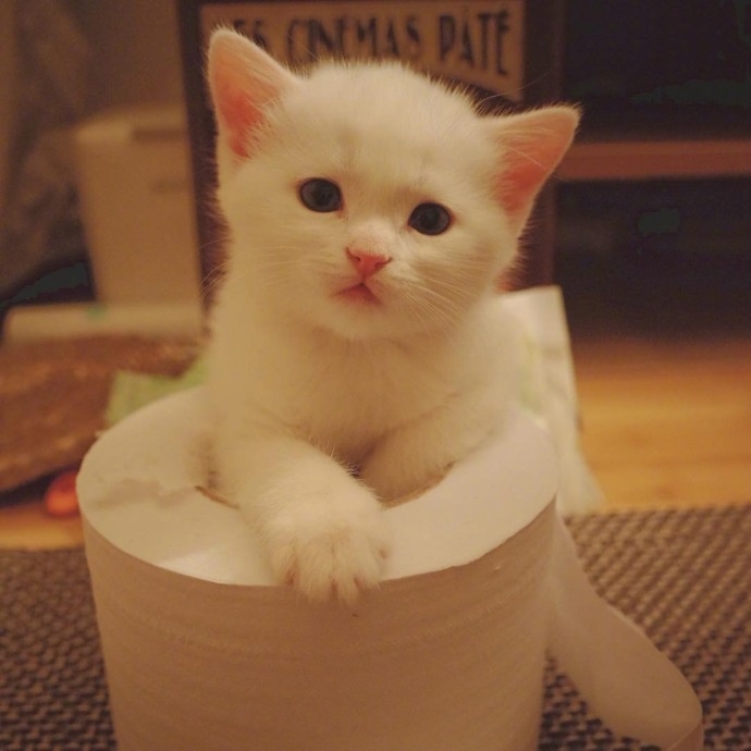 猫嘴肿了是怎么回事 猫嘴肿了是怎么回事
