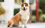 柯基犬为什么要剪尾巴