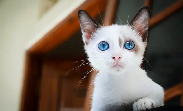 猫咪眼角白色的膜包住眼睛