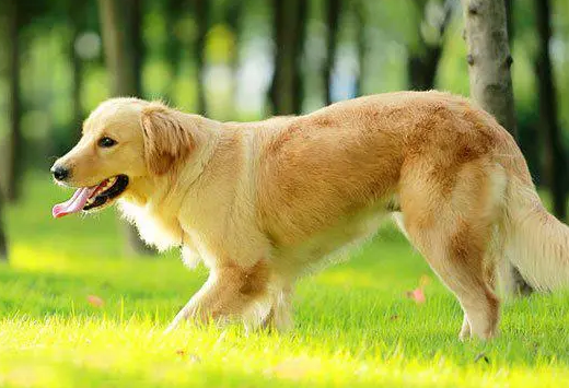 养一只金毛犬一个月需要多少钱 养一只金毛犬一个月需要多少钱