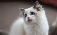 猫身上长小疙瘩是什么原因造成的
