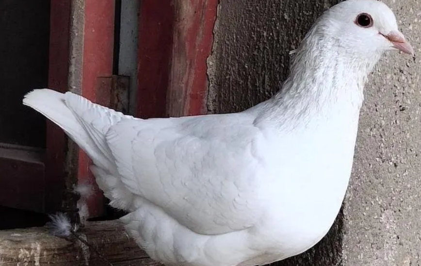 想知道白王鸽吃什么?还不快来看看