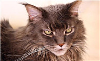 缅因猫性格怎么样
