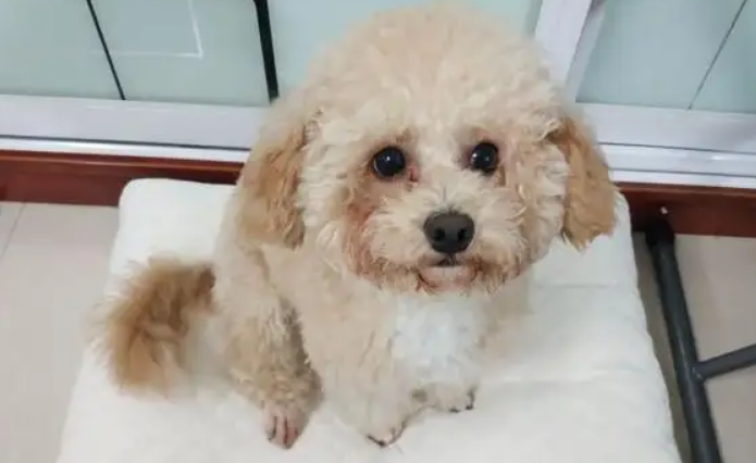 泰迪的毛色越来越白是什么原因造成的