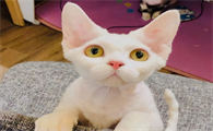 德文卷毛猫一般多重