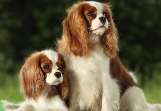 查理王小猎犬吃什么好