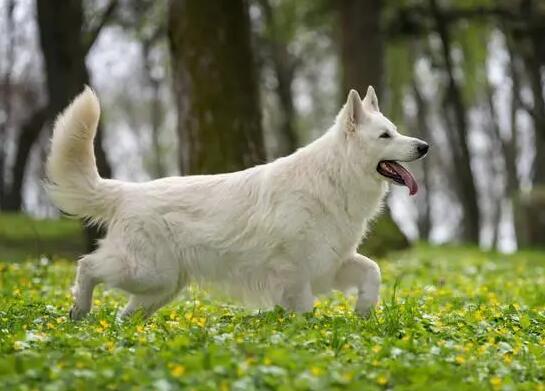 瑞士牧羊犬和德国牧羊犬哪个好