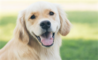 两个月的幼犬可以吃鱼油吗