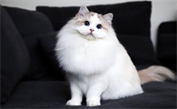 猫喂生肉还是熟肉好
