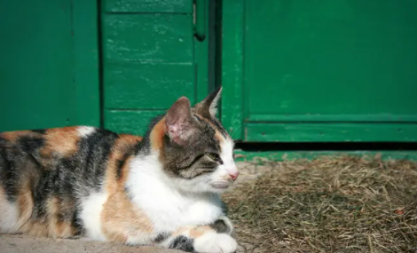 猫咪体外驱虫药过量一倍怎么办 猫咪体外驱虫药过量一倍怎么办