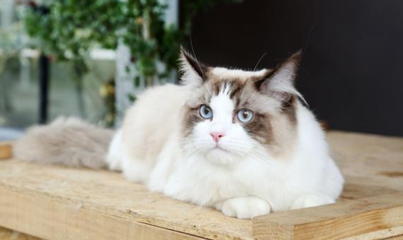 猫咪起猫癣打几针可以好 猫咪起猫癣打几针可以好