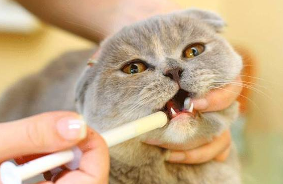 猫咪多大能驱虫?收藏这篇猫咪驱虫必看攻略! 猫咪多大能驱虫?收藏这篇猫咪驱虫必看攻略!