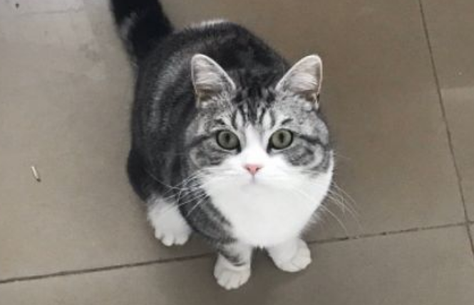 十大最适合新手养的猫