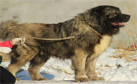 高加索犬性格温顺吗