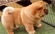 国内著名的松狮犬舍