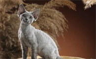 德国卷毛猫和德文卷毛猫的区别