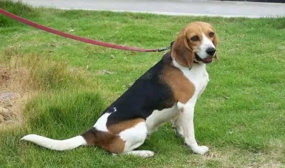 比格犬串串怎么分辨