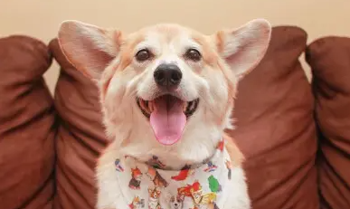 犬窝咳要多久能好