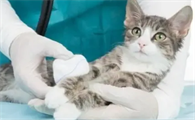 小猫抽搐时该怎么救它