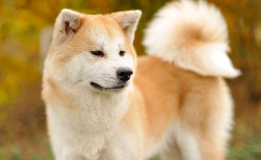 秋田犬是哪个国家的品种