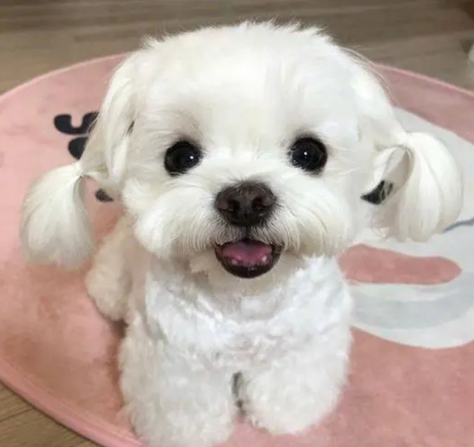马尔济斯掉毛吗