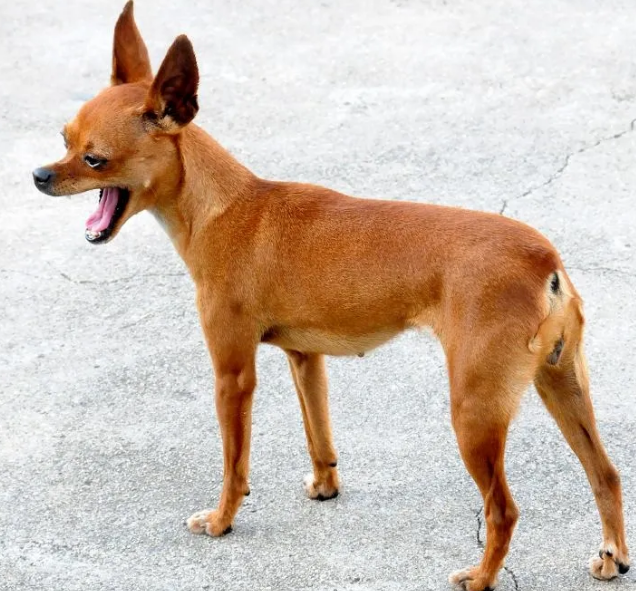 小鹿犬尾巴为什么要剪掉 小鹿犬尾巴为什么要剪掉