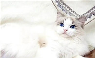 布偶猫是怎么培育出来的