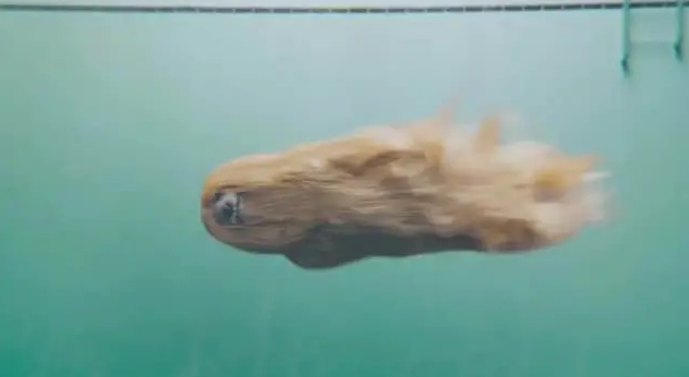 阿富汗猎犬在水中的样子