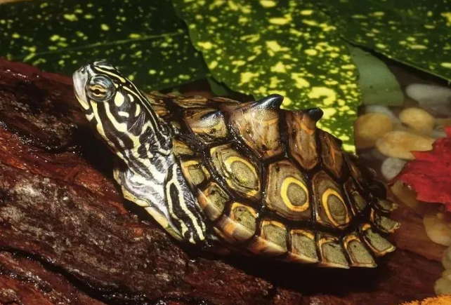 环纹地图龟食谱大公开!你也能化身为龟龟的五星大厨