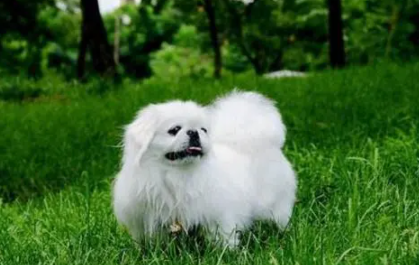 狗狗牙齿掉了怎么回事啊