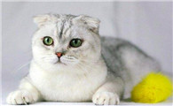 折耳猫和立耳猫生的小猫是折耳还是立耳