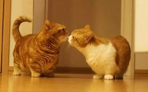 猫长耳螨怎么治最有效