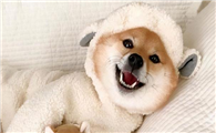 柴犬一岁以后还能发腮吗
