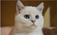 猫吐了白色黏液或泡沫吃什么药