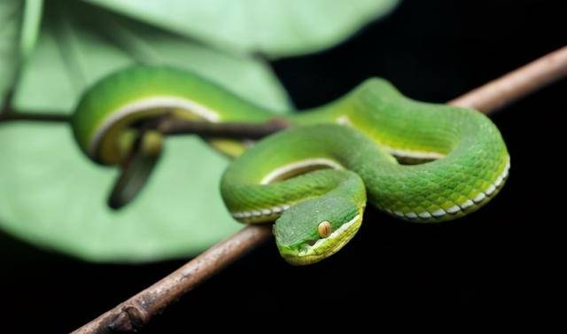 绿色蛇是什么蛇有毒么图片