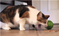 猫咪吃了就吐怎么回事精神不好