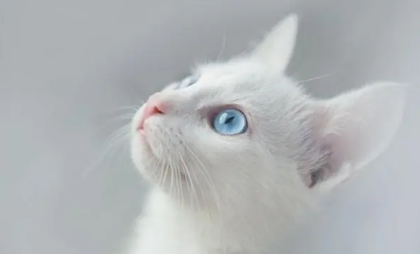 猫咪毛里面有疙瘩怎么回事 猫咪毛里面有疙瘩怎么回事