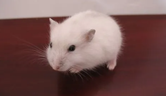 银狐仓鼠冬眠吗