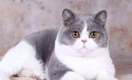 猫咪能喝人喝的羊奶吗