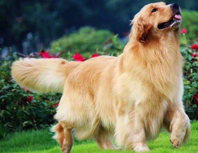 养一只黄金猎犬一个月开销多少