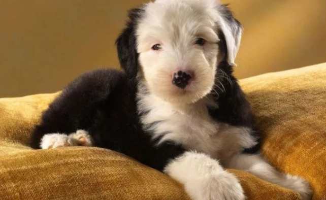狗狗的益生菌需要长期喂吗