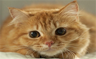 四个月的猫相当于人的多少岁