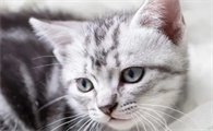 猫咪得了尿闭最快的解决办法